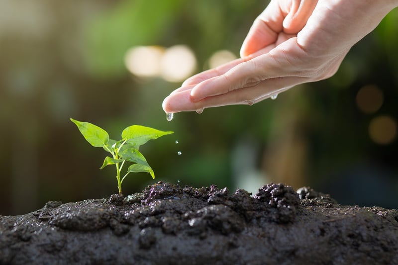 Seedling growth representing a growth mindset